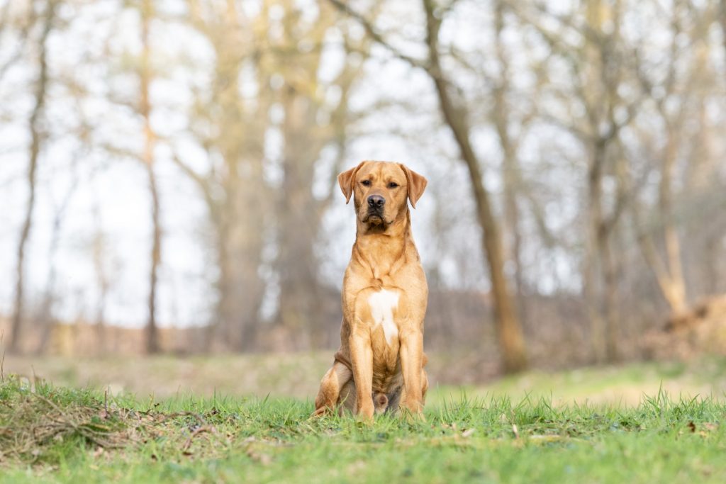 KöterCollege-Hundeschule-Hundetrainer